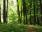 Informacja o zakupie lasów i gruntów przeznaczonych do zalesienia